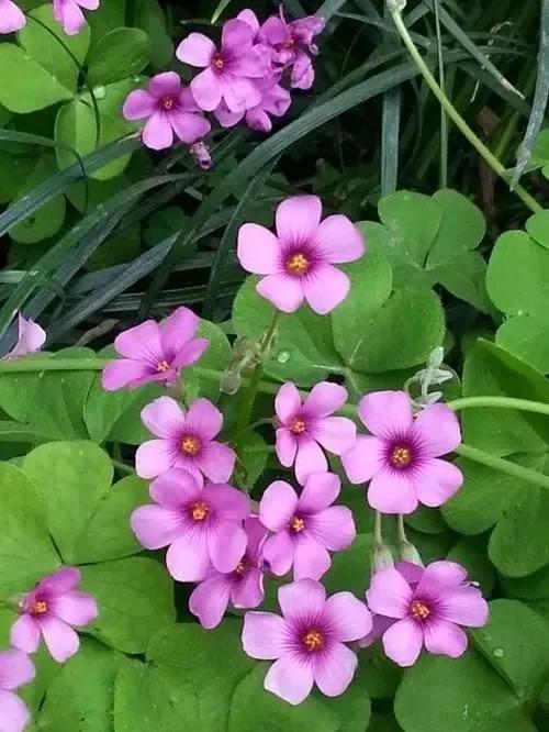 儿时的回忆斗鸡,童年的回忆骑牛视频