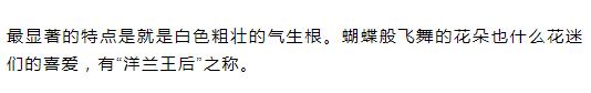 新手盆栽兰花最好选择哪些品种,适合家养的兰花品种有哪些盆栽