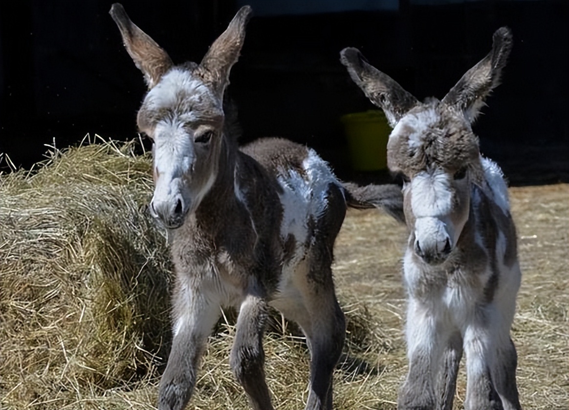母驴与邻居家公驴配种，之后却意外死亡，农户气不过将其告上法庭