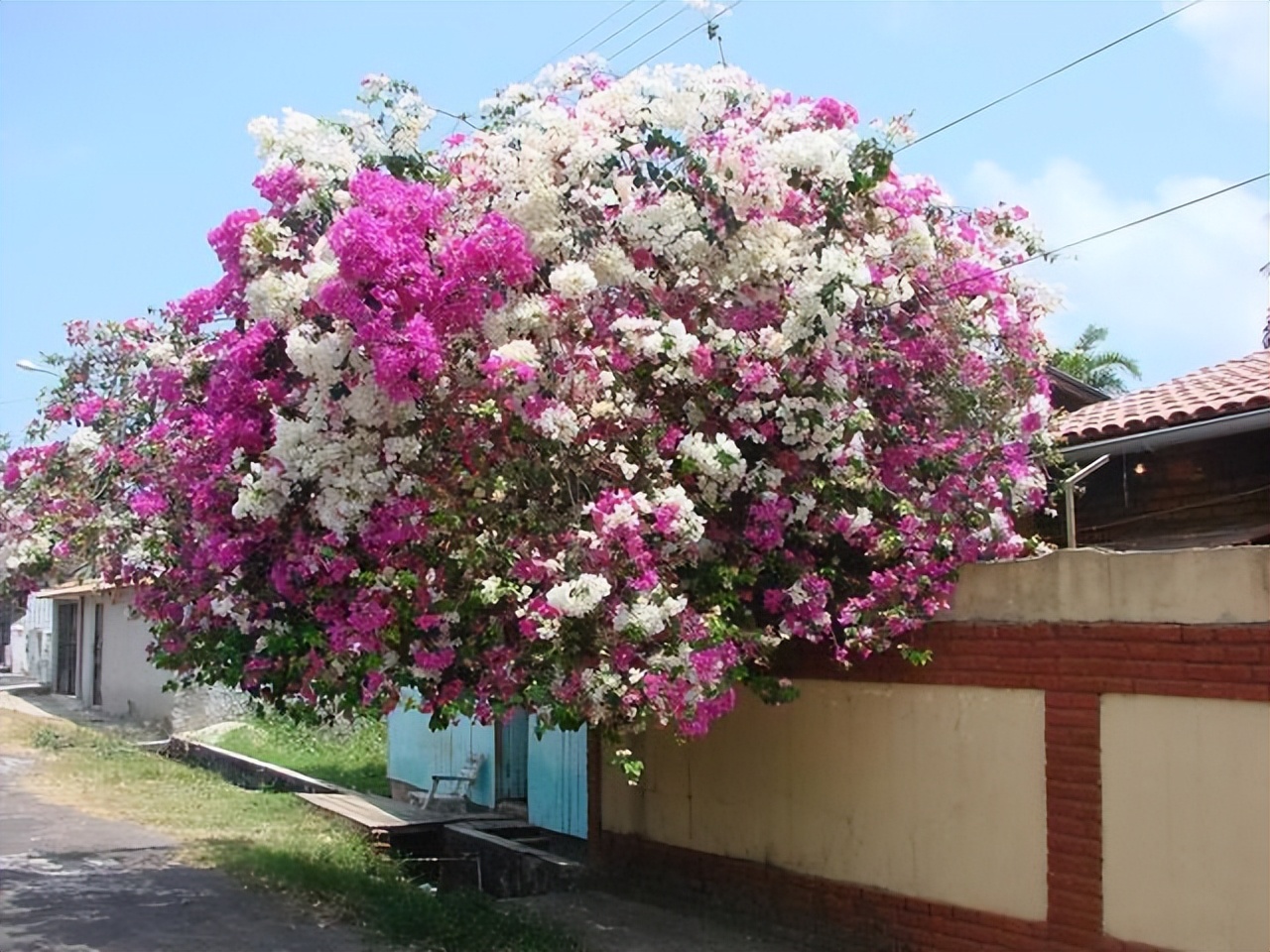 3种花耐干旱又好养一年开花,4种花容易打理易开花花期长