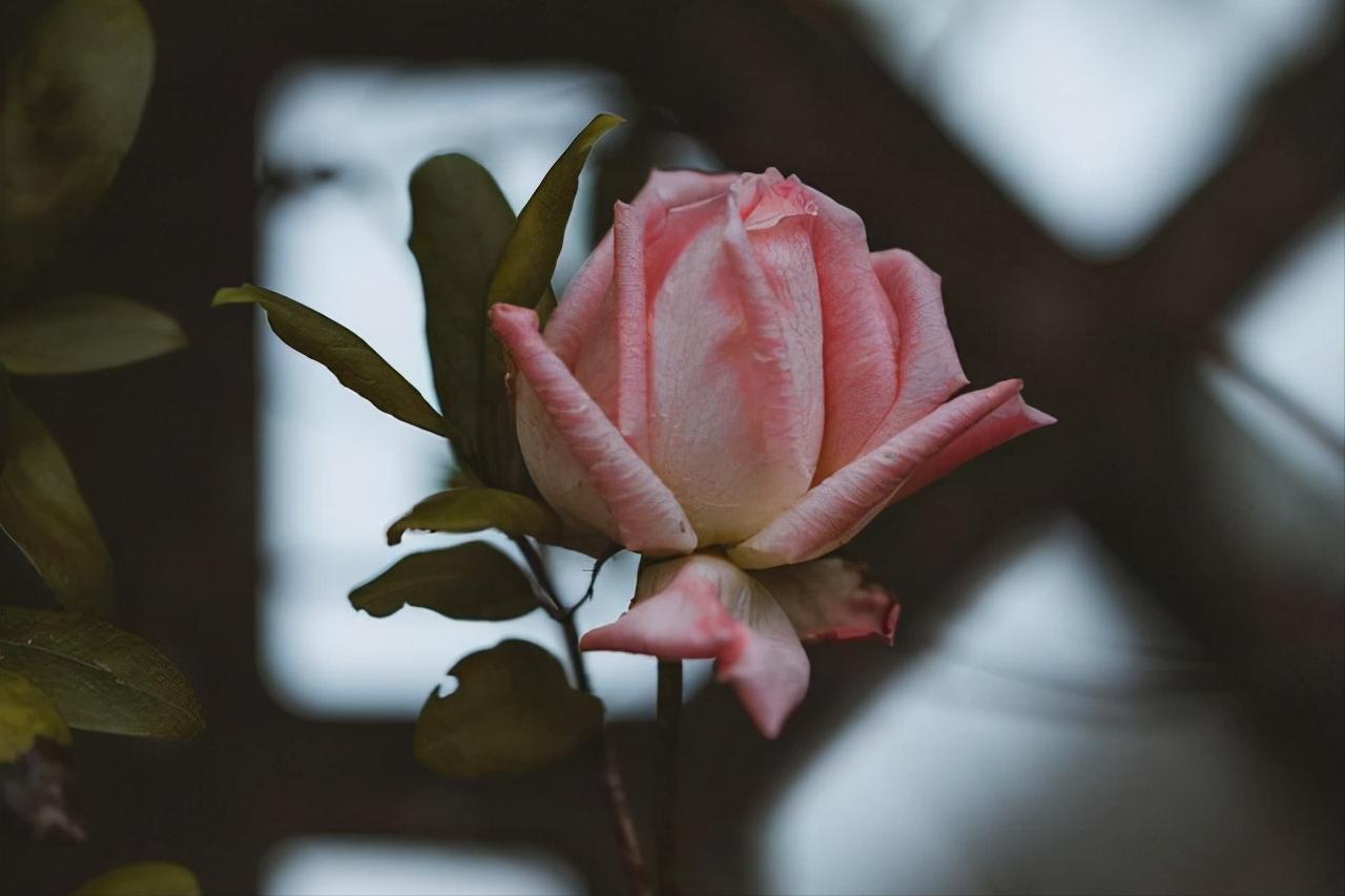 男人偷偷喜欢,男人偷偷喜欢一个女人