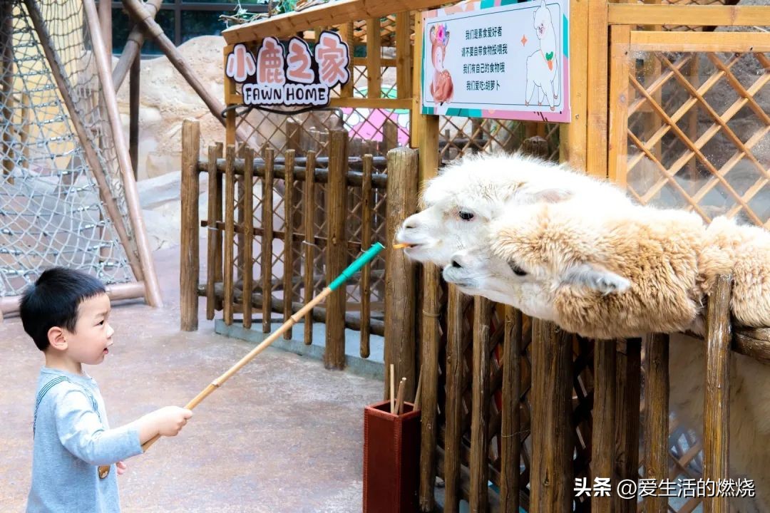 杭州森泊开元度假酒店不含门票,杭州开元森泊度假酒店存在的问题