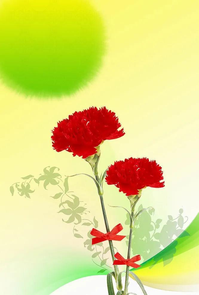 康乃馨花束壁纸,康乃馨壁纸手机超清全面屏