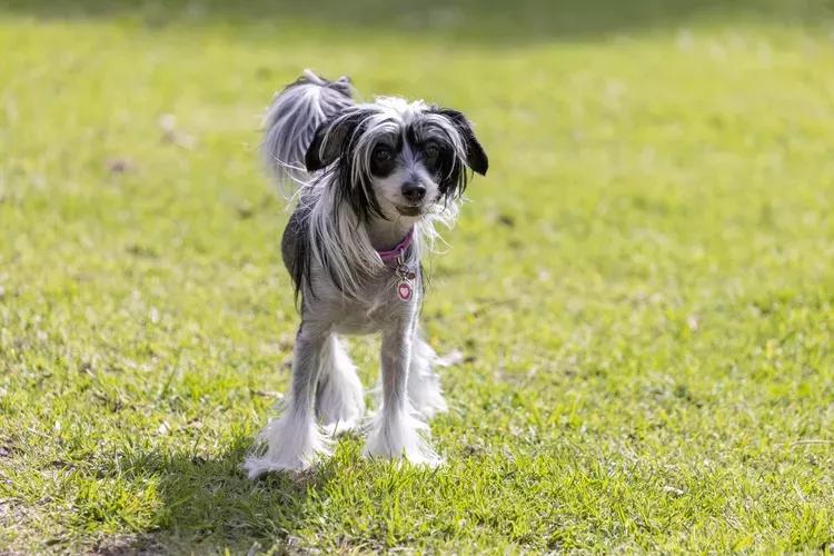 世界上最小品种的狗,最小的狗狗多少钱一只