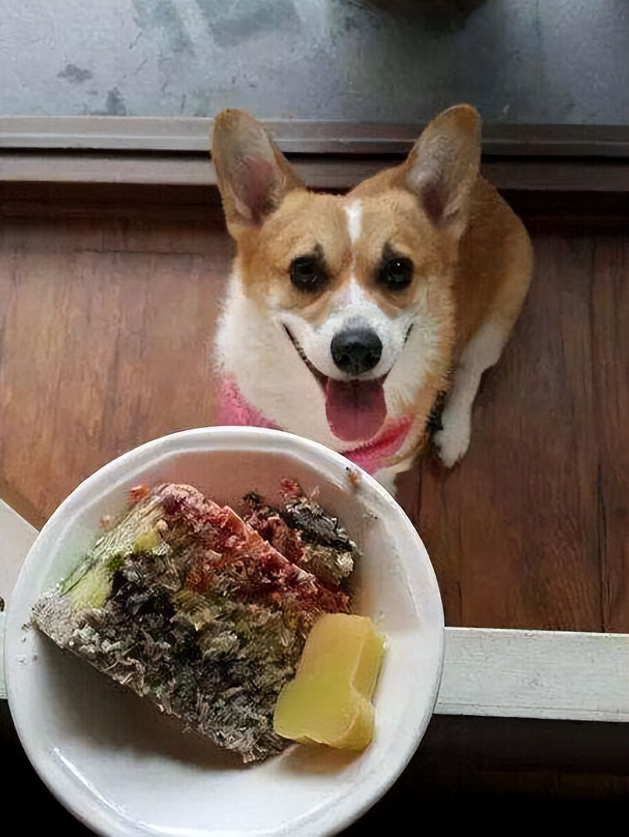 柯基犬生产前呕吐,柯基犬呕吐怎么办