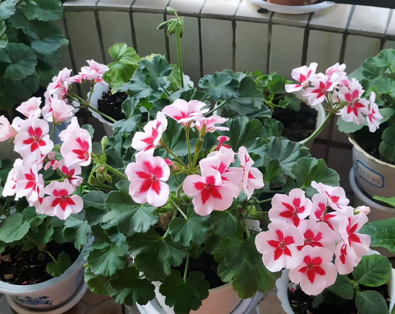 驱蚊虫重瓣大花天竺葵盆栽,天竺葵驱蚊虫吗