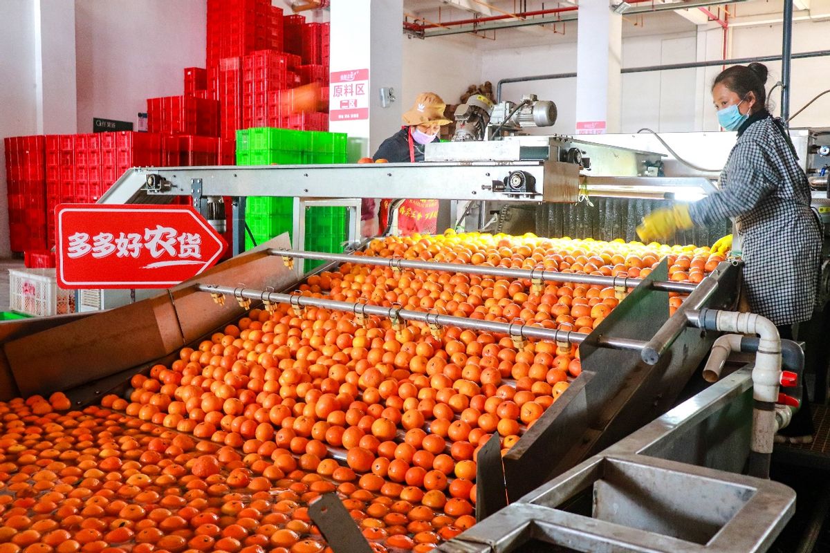 90后返乡新农人,90后新农人回家创业