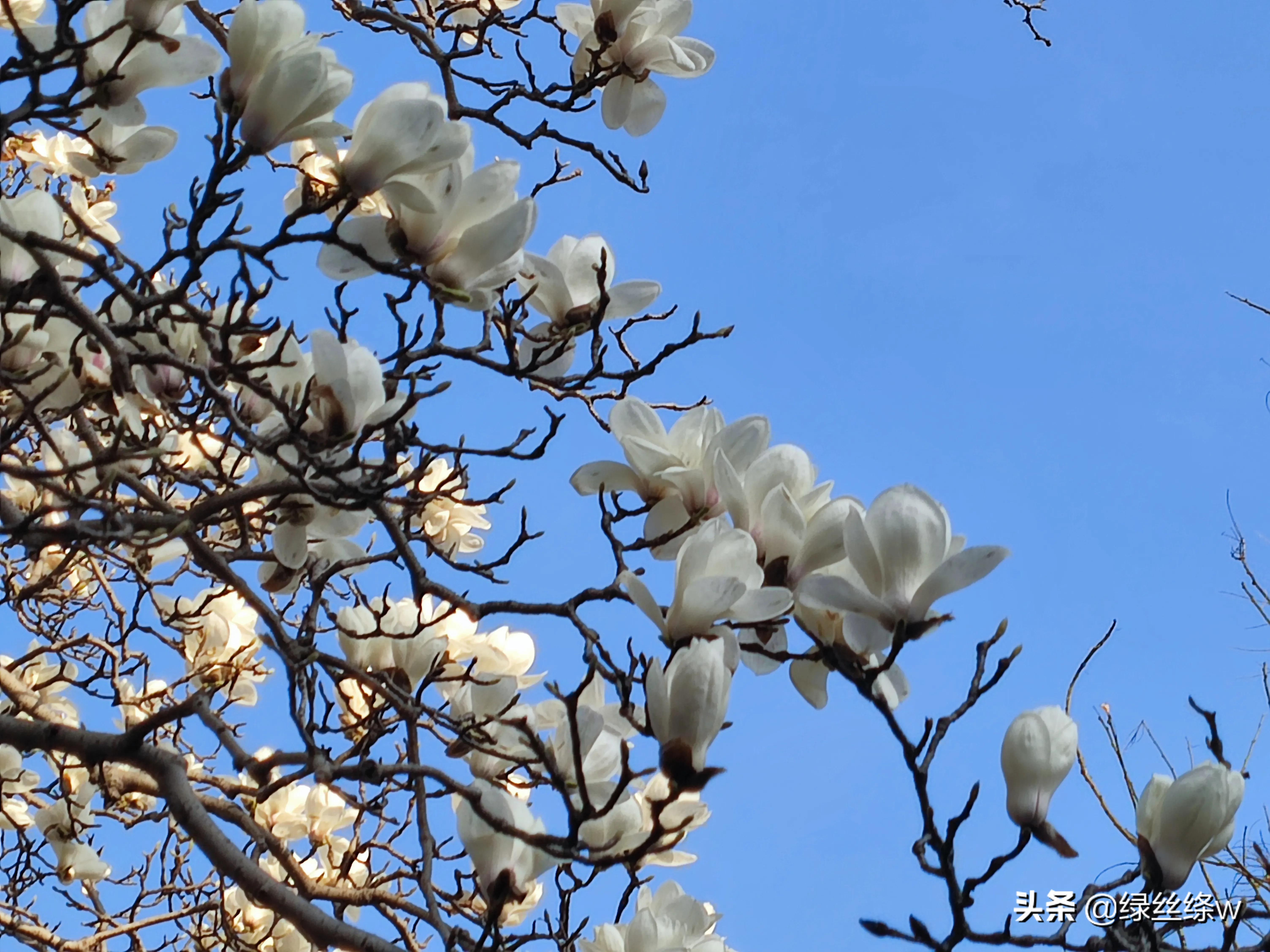 咏诗友原创诗词大全,春日赏花诗句大全