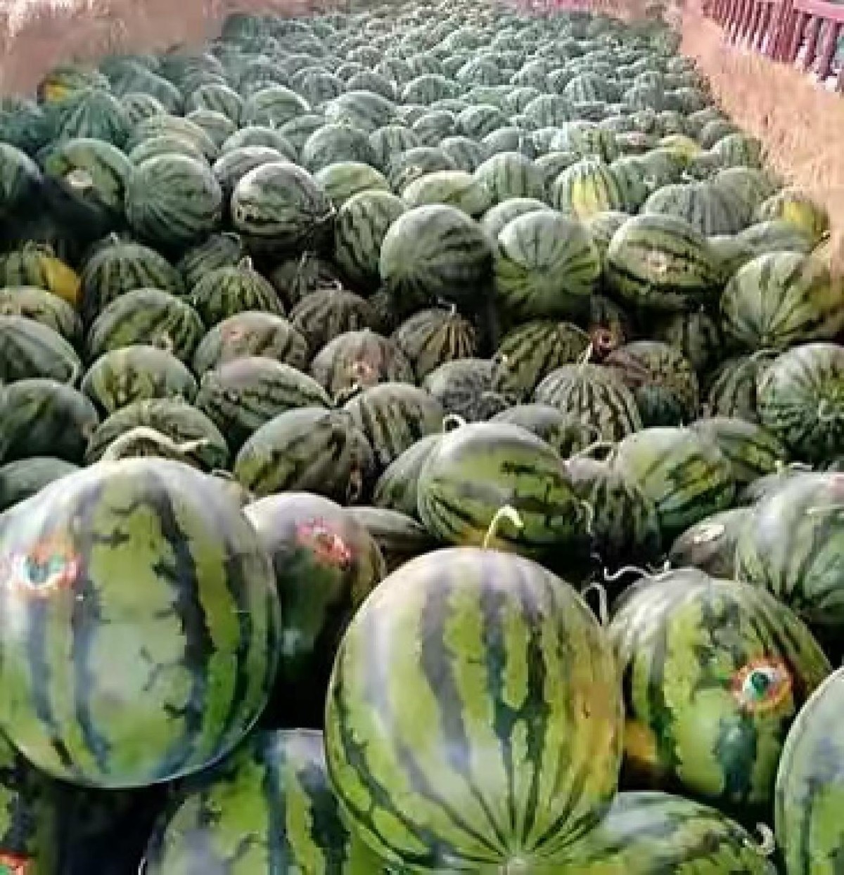 “中国人那么穷，吃过西瓜吗？”日本网友调侃，话音刚落啪啪打脸