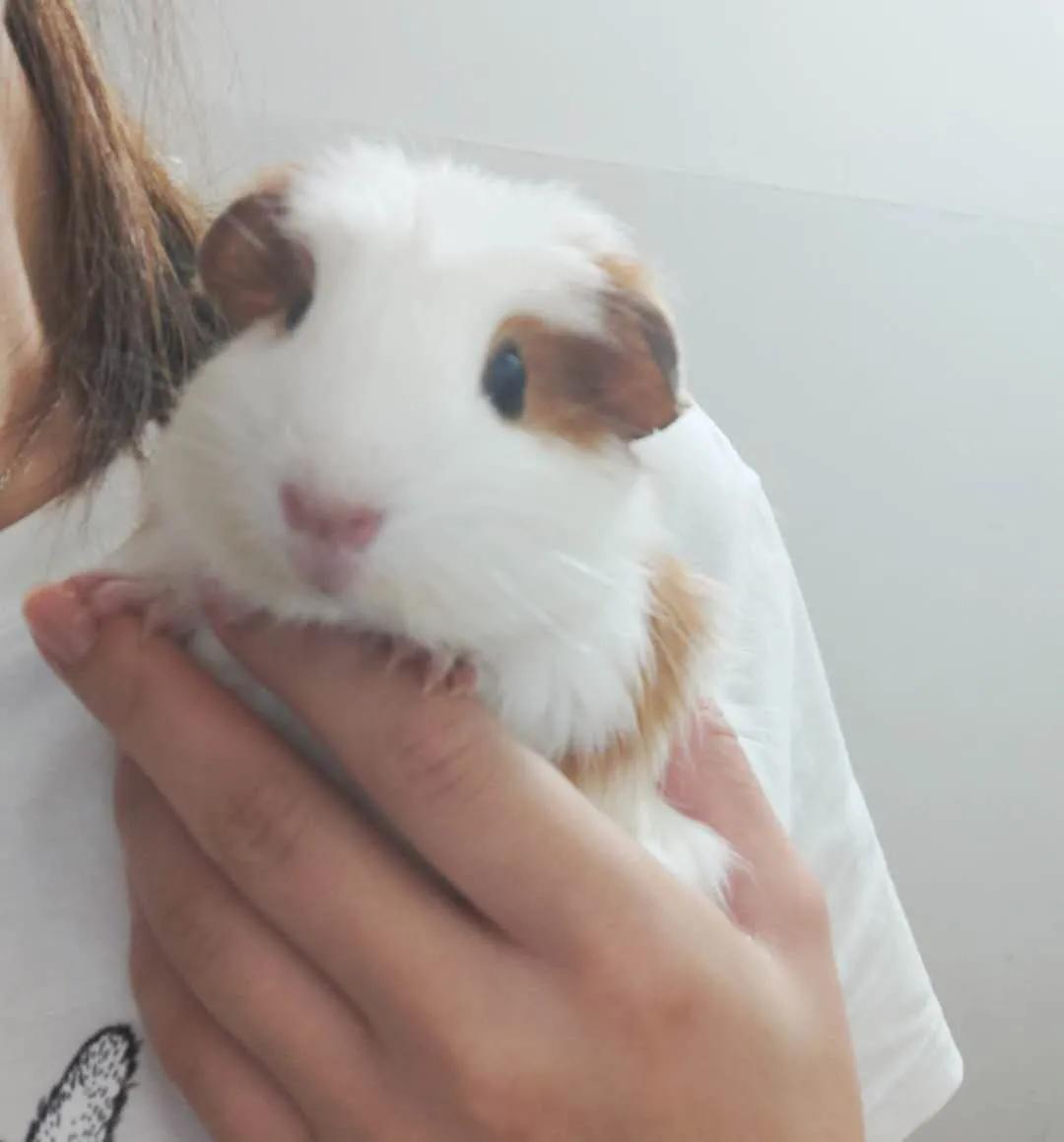 荷兰猪流产了要用什么来医治,荷兰猪流产暴瘦怎么办