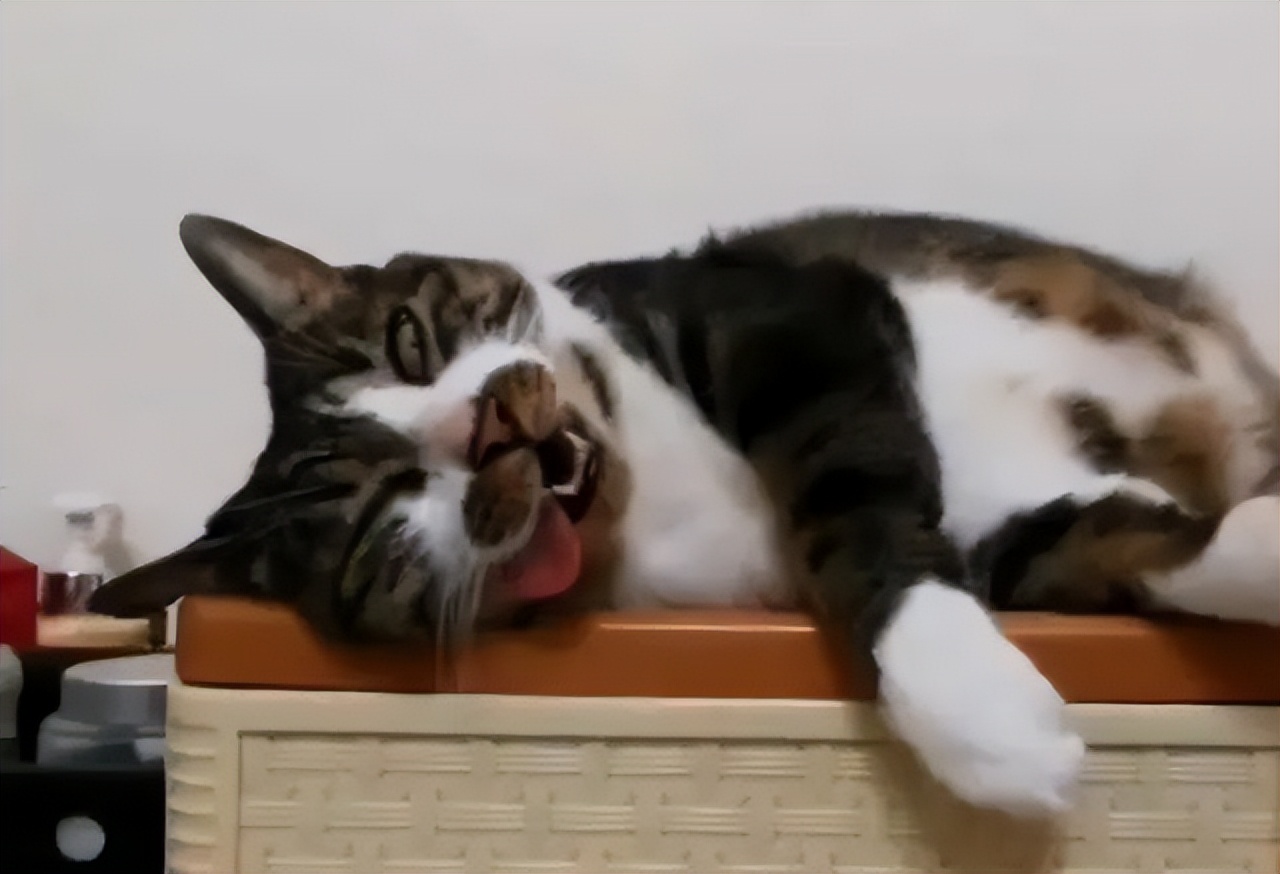 猫咪果蔬,猫咪果蔬脆