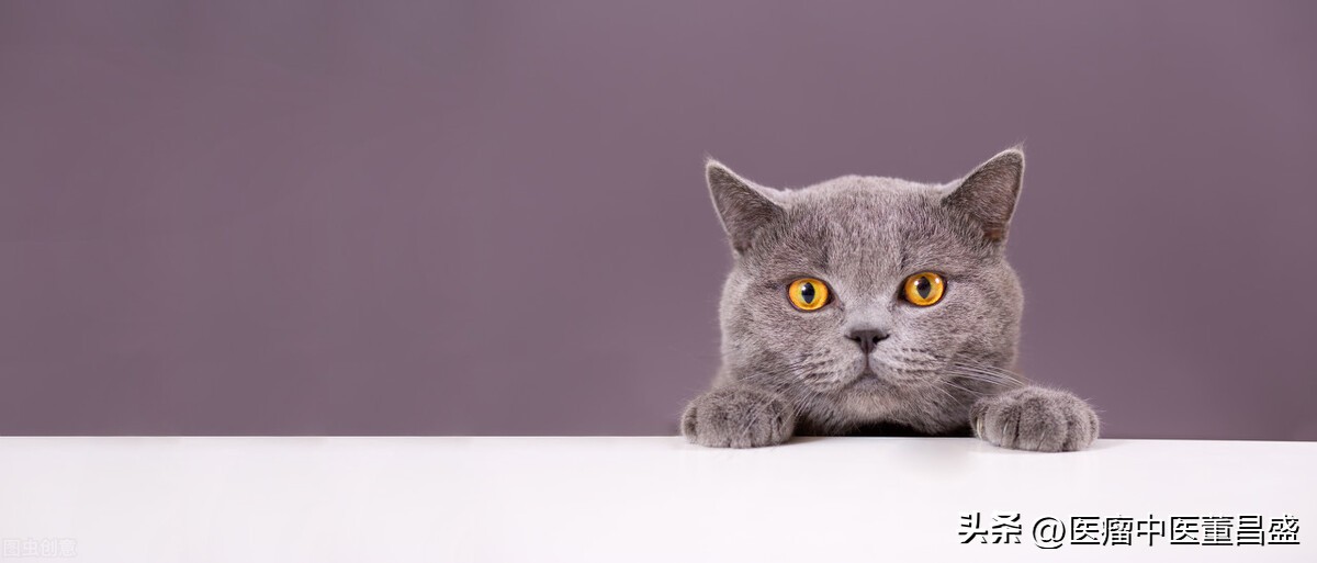 猫丁治病小妙招——咳嗽