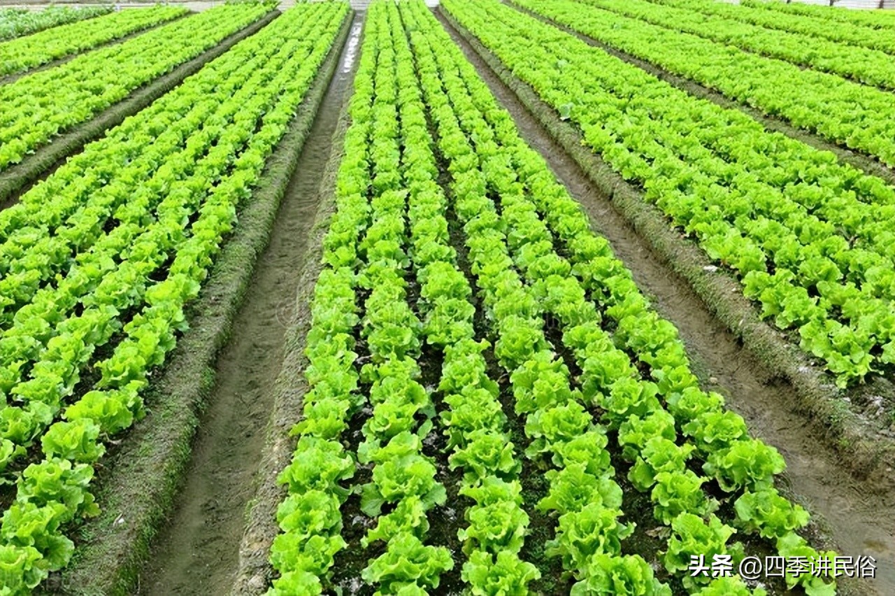 下半年农村最火爆的生意,农村有哪些不起眼的生意可以做