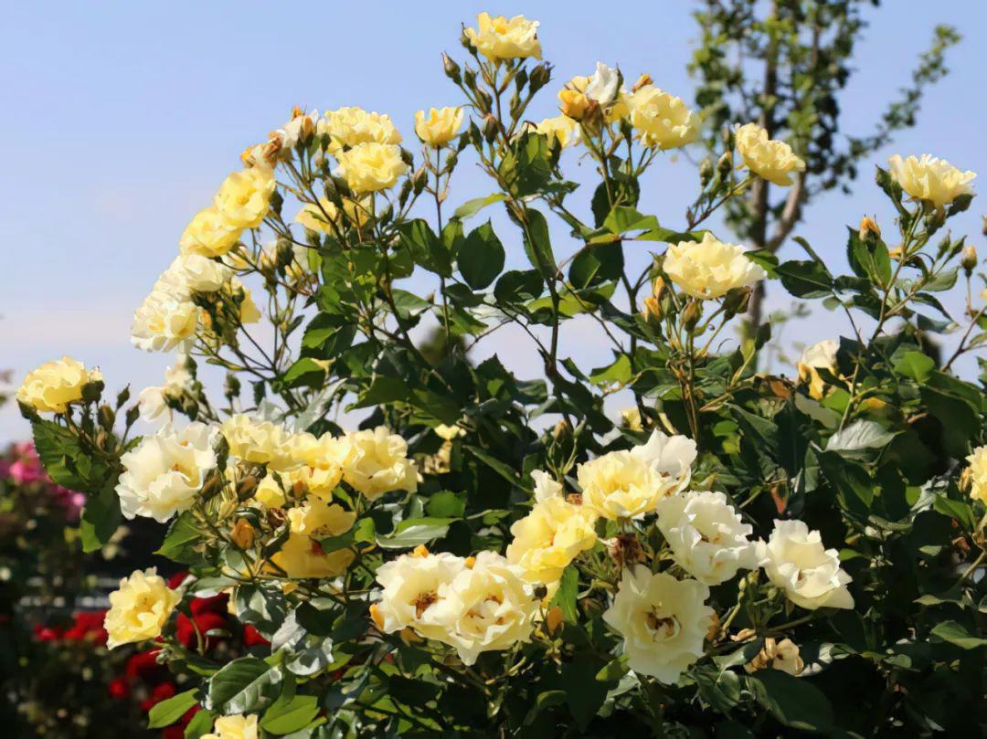 比较鲜又好养的月季品种,最值得养的大花浓香月季品种