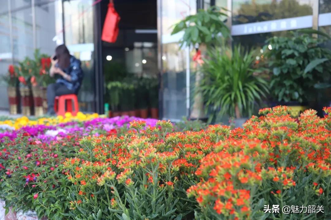 翁源江尾镇年味,翁源兰韵飘香