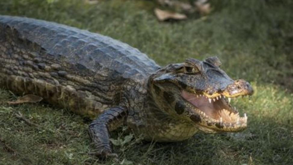 性情凶猛的十大鳄鱼,世界上十大最凶猛的鳄鱼排行榜