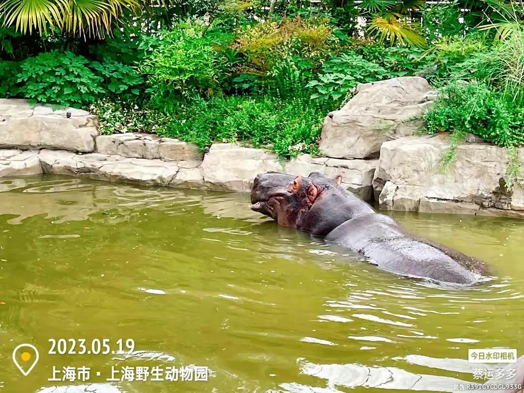 中国最大的野生动物园是哪个城市,中国最大野生动物园