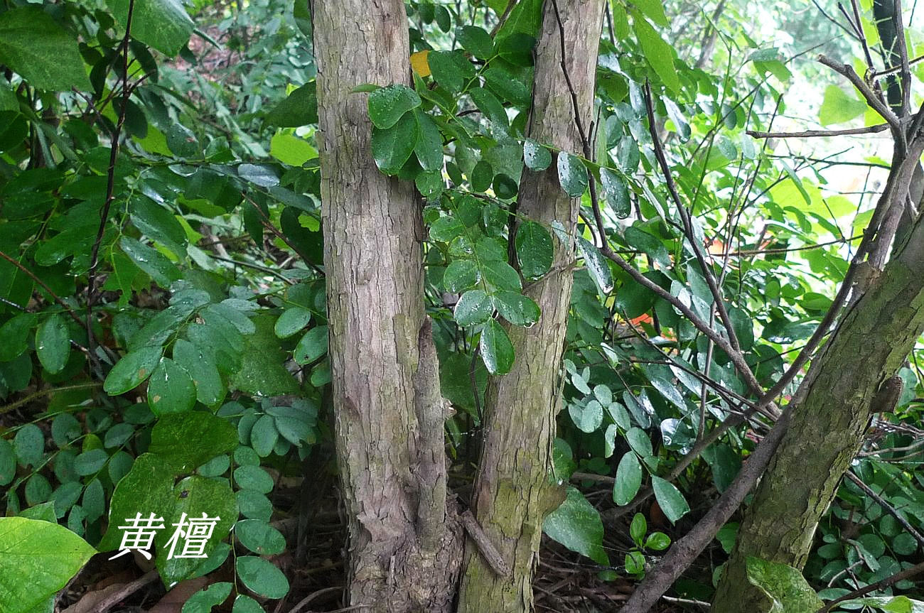 诗经中的伐檀,诗经伐檀是指哪里