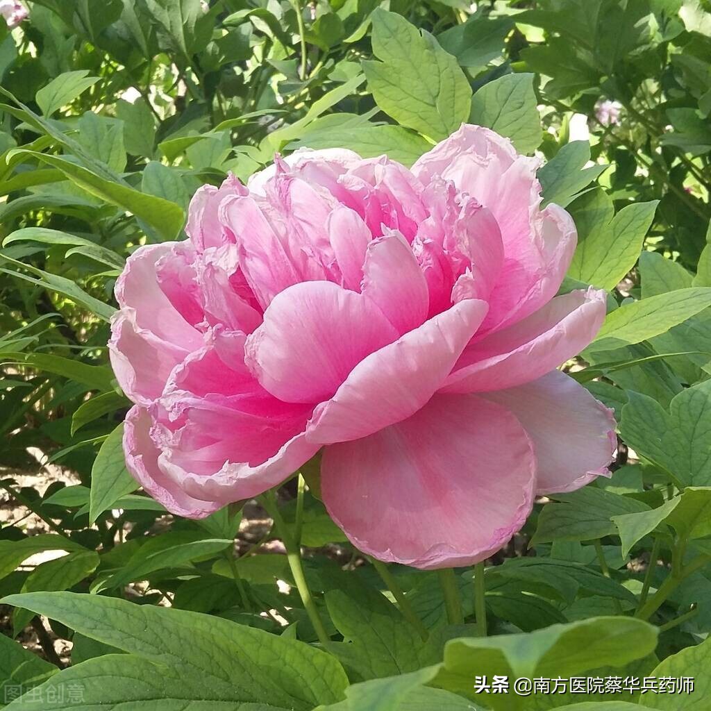 治疗卵巢囊肿的中药方剂大全,专治卵巢囊肿不孕的中草药大全