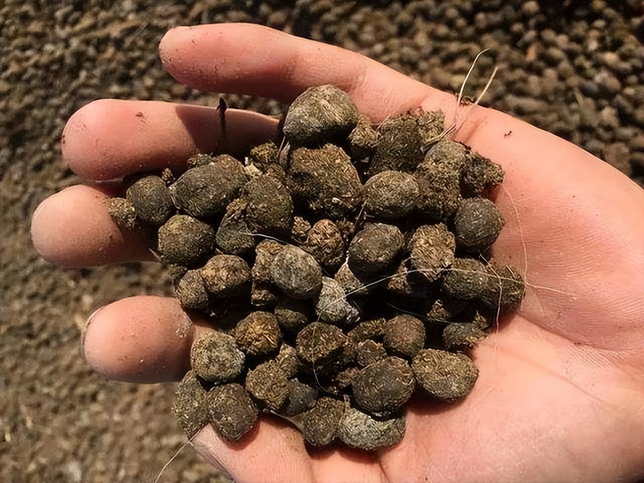 养花换掉的土,养花换下来的旧土用什么药杀菌好