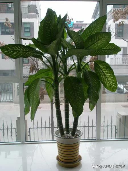 门口四不放啥意思,居家风水四吉三凶什么意思