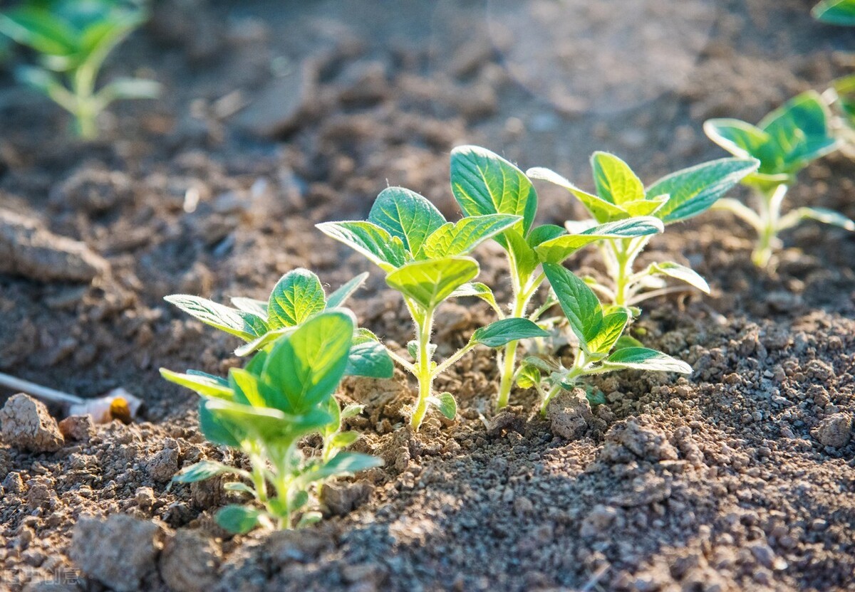 植发后又掉头发是什么原因,植发过后头发还是稀疏怎么办