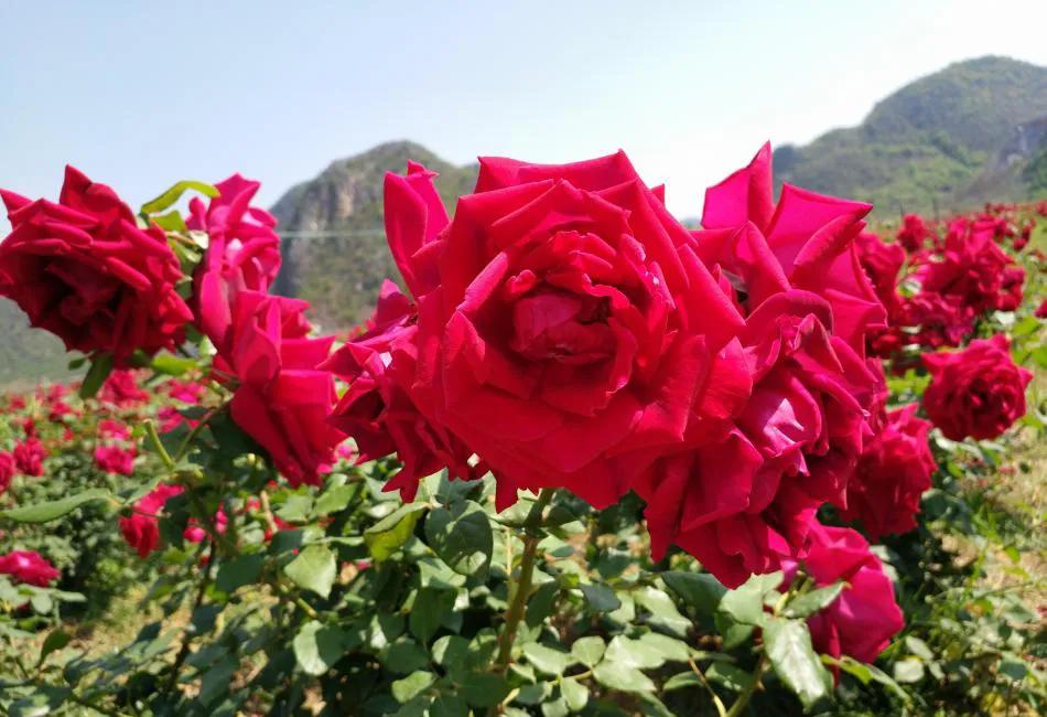 普者黑旅游攻略云南7日游,广州出发广西四天三晚旅游攻略