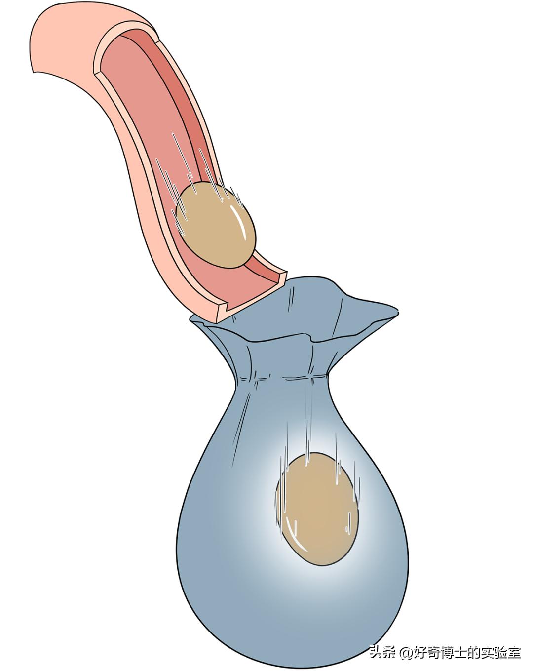 男女生性别特征的表现,男女生的状况
