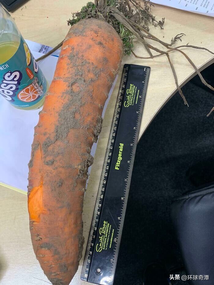 自然界中的庞然大物,自然界奇形怪状的东西