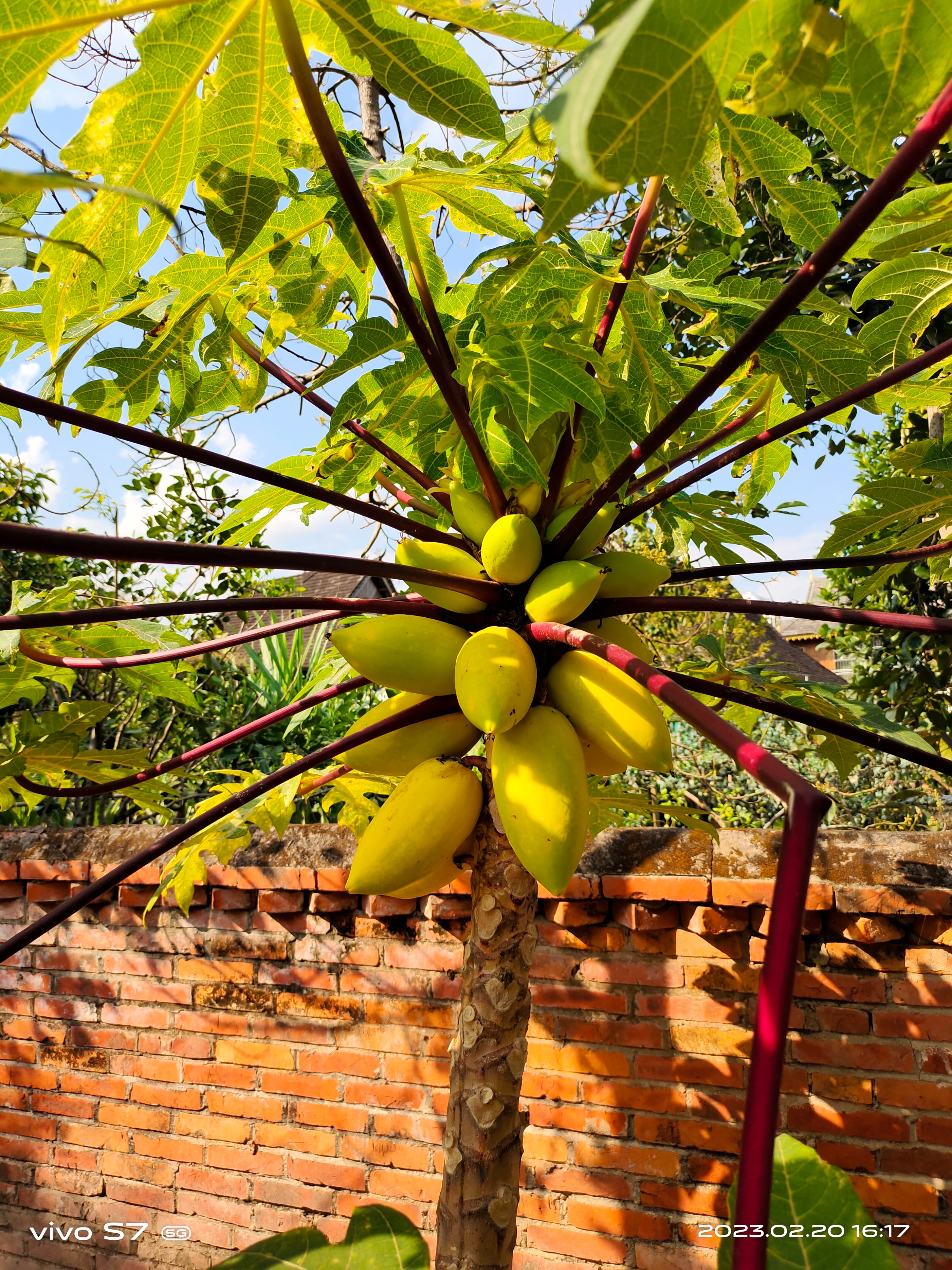 西双版纳傣族村寨和傣族园,西双版纳美丽的傣族园