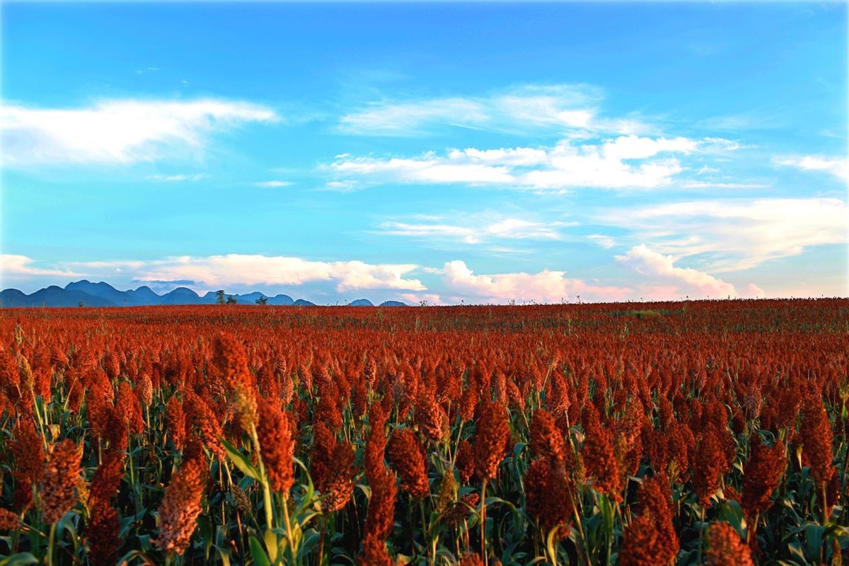 白酒出酒率一般是多少,纯粮酿白酒出酒率