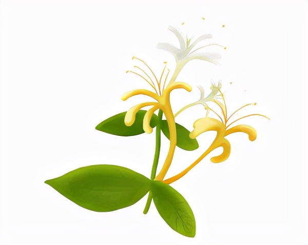 药师解药|人到中年泡枸杞，泡进保温杯的中药该怎么挑？