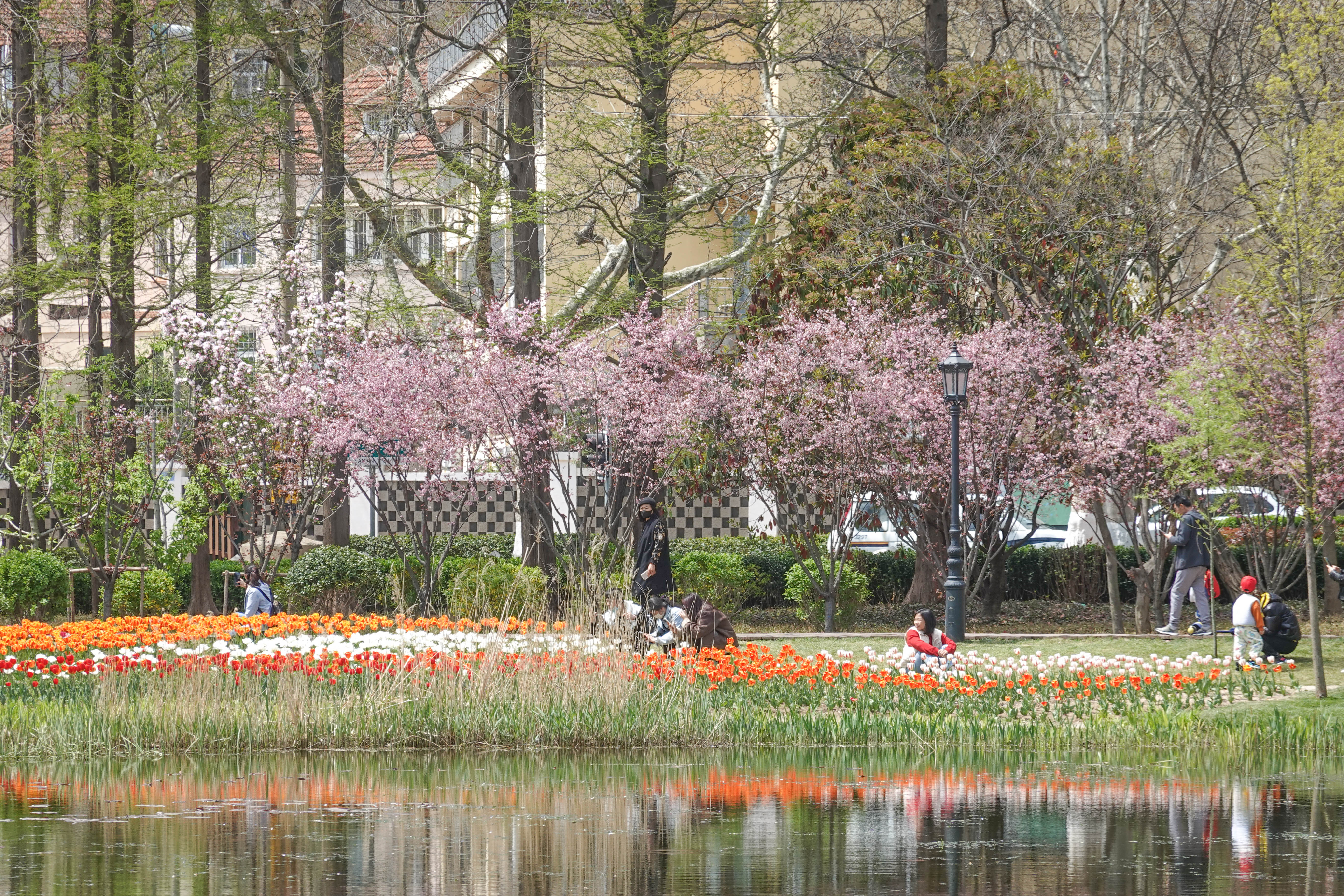 青岛中山公园赏花,青岛中山公园郁金香花海唯美浪漫