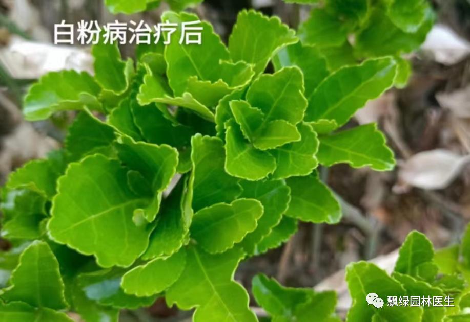 园林植物叶斑病,番茄梅雨季后病害