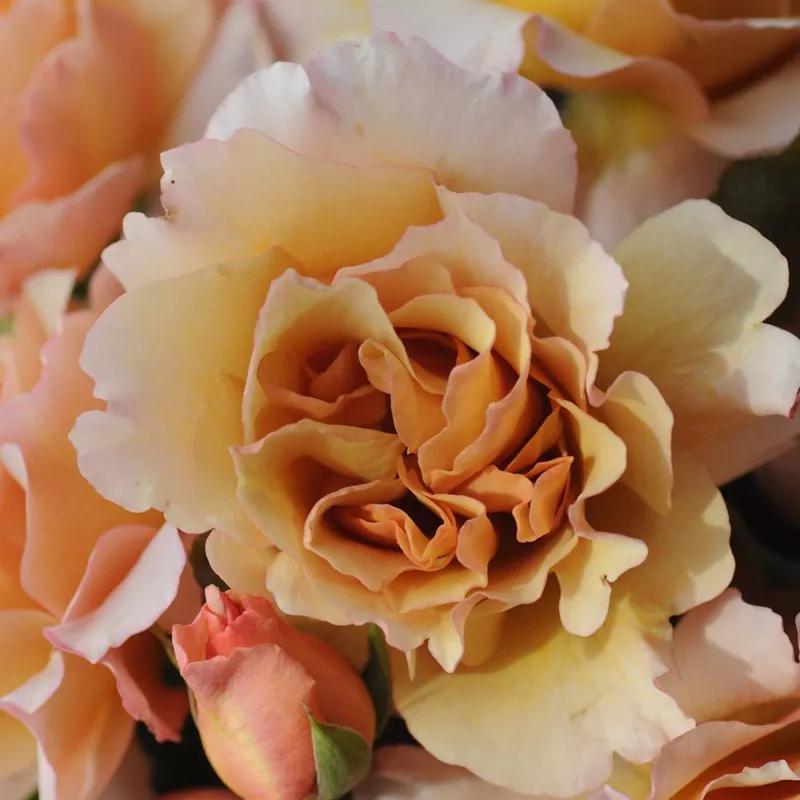 常见切花月季一览（45）