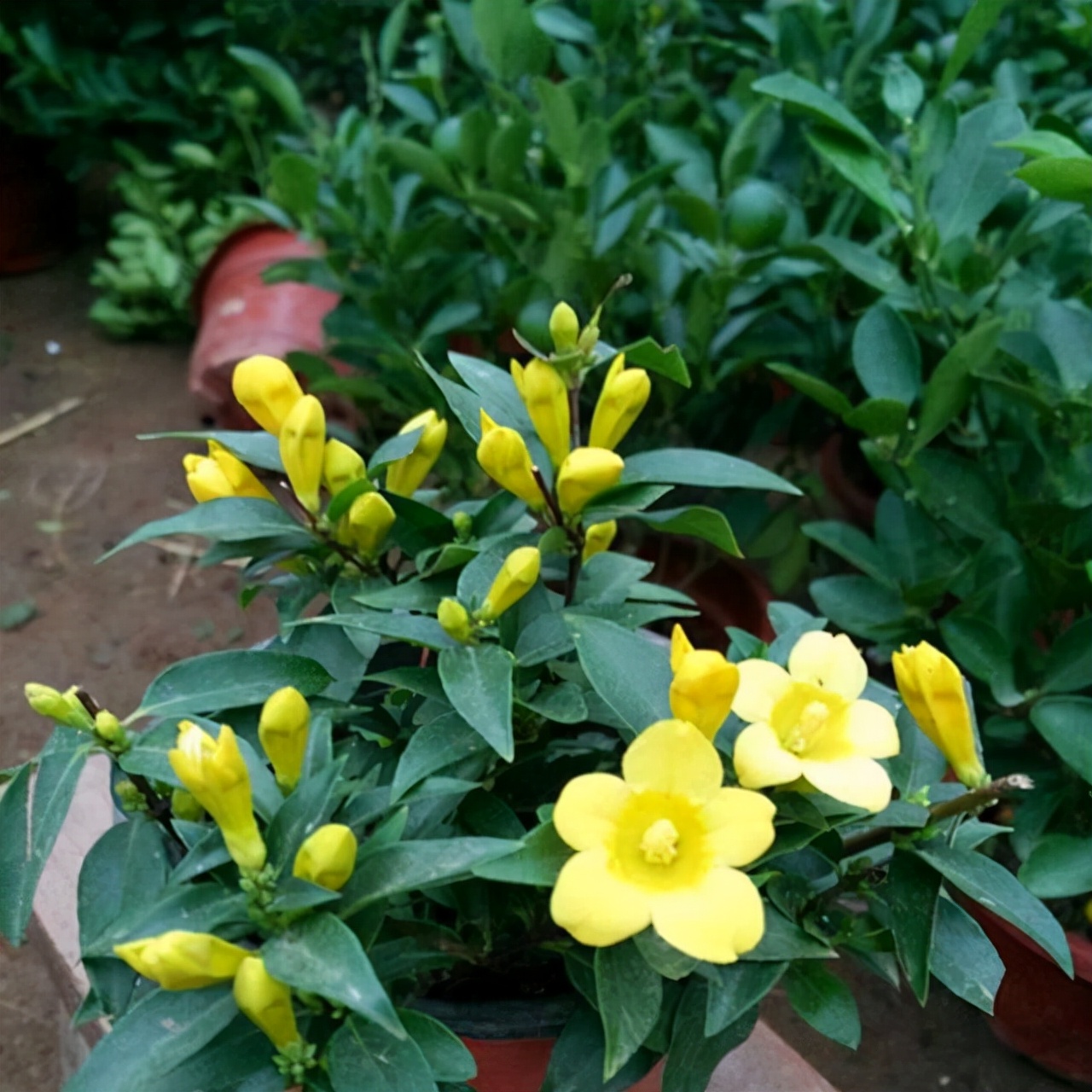 养花就养这几款花朵,养花大全喜阴的花卉