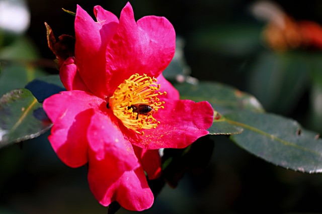 高雅有诗意的山茶花名字,山茶花之美的古诗词