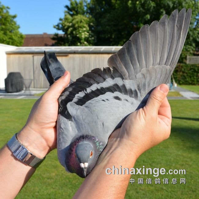 万里挑一的获奖者图片,万里挑一比赛视频