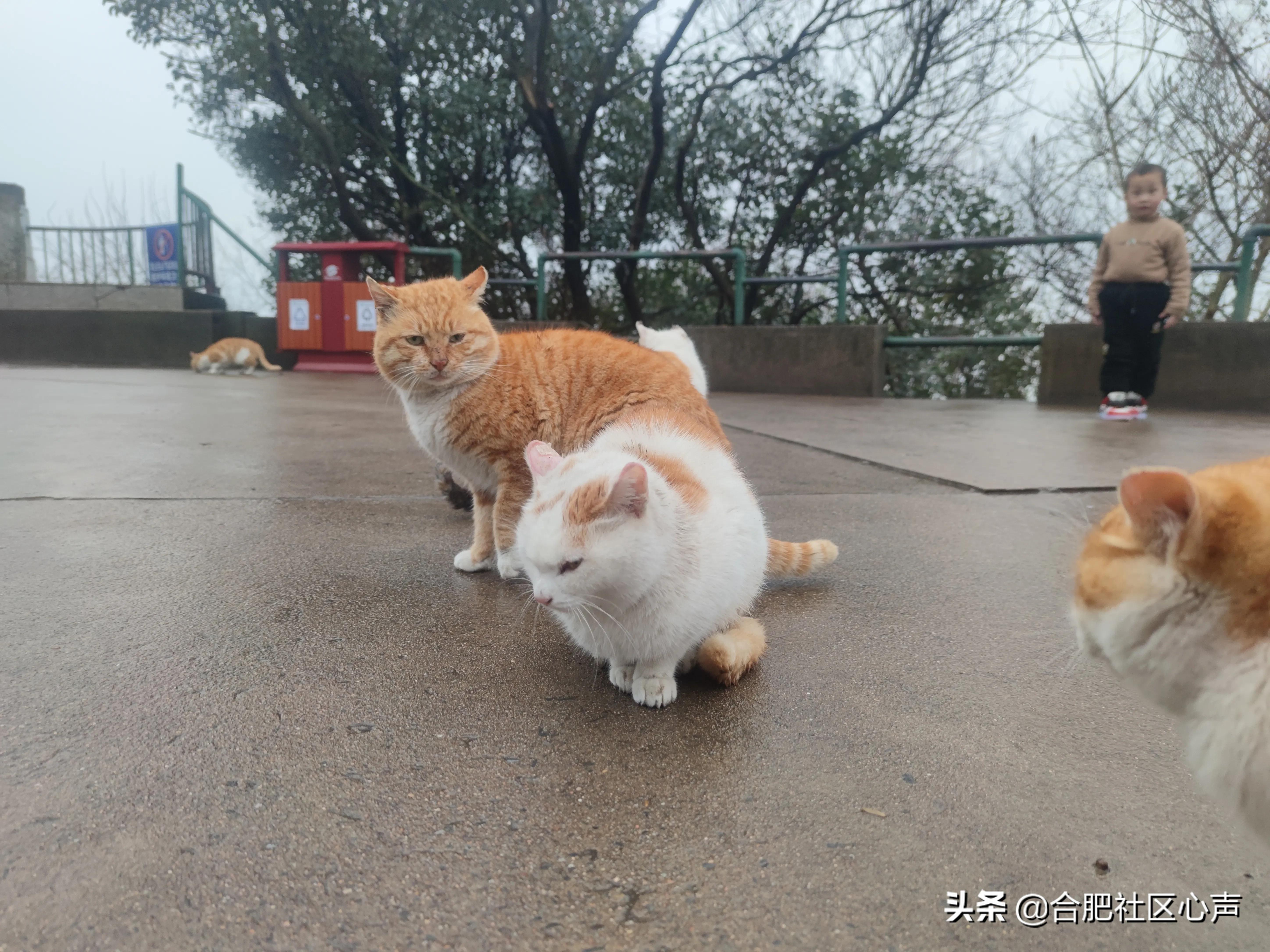 合肥有很多流浪猫的地方,合肥哪有流浪猫