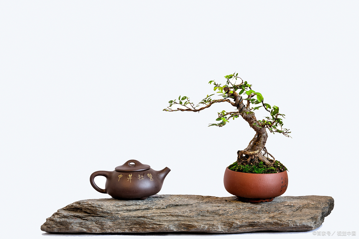 客厅适合的花草,适合客厅的花草