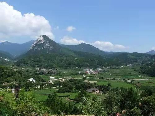 板蓝根的中药故事,板蓝根神话