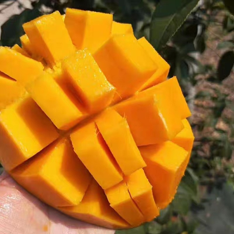 优云好物丨很“芒”的打工人，奖励自己一个大大大mango吧