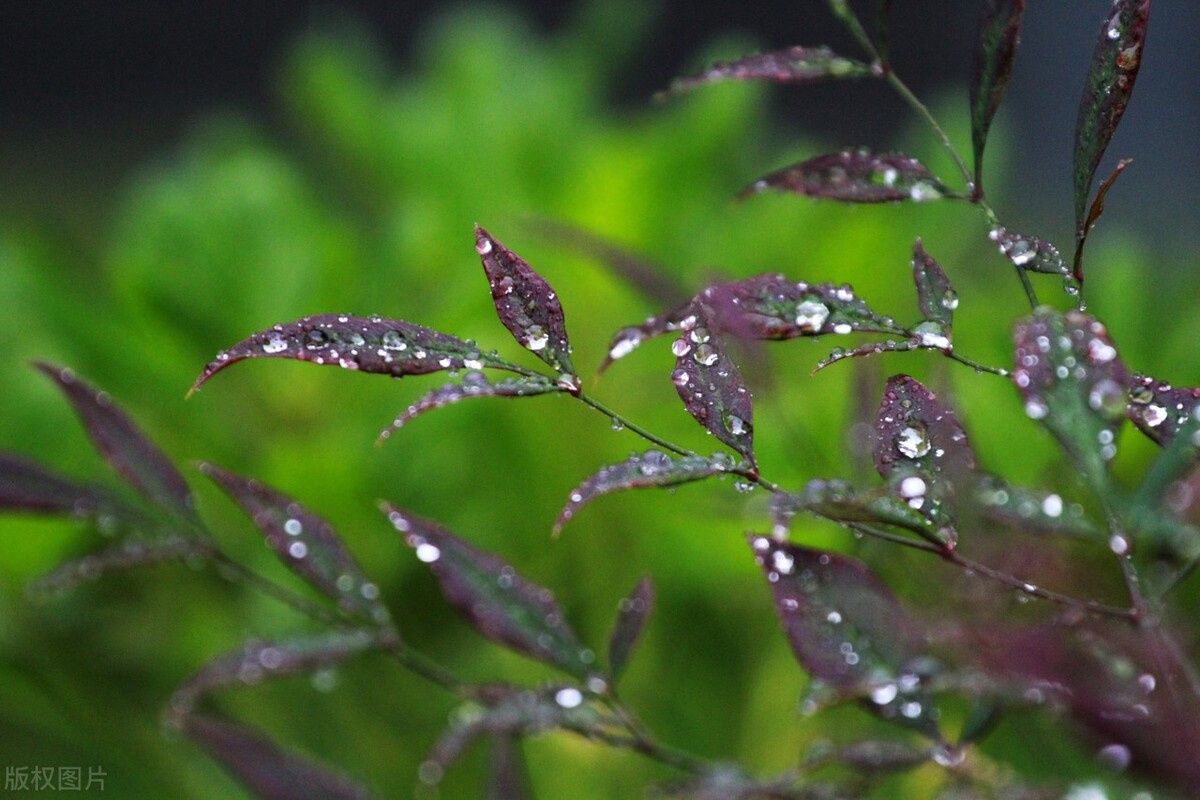 写景的作文四季的雨,描写春雨降雨过程的作文