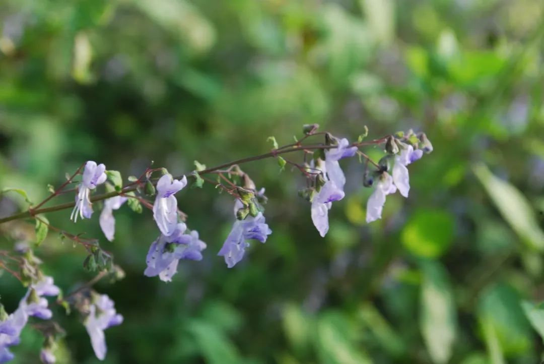 150种常见药用植物大全,150余种常见药用植物花期组图