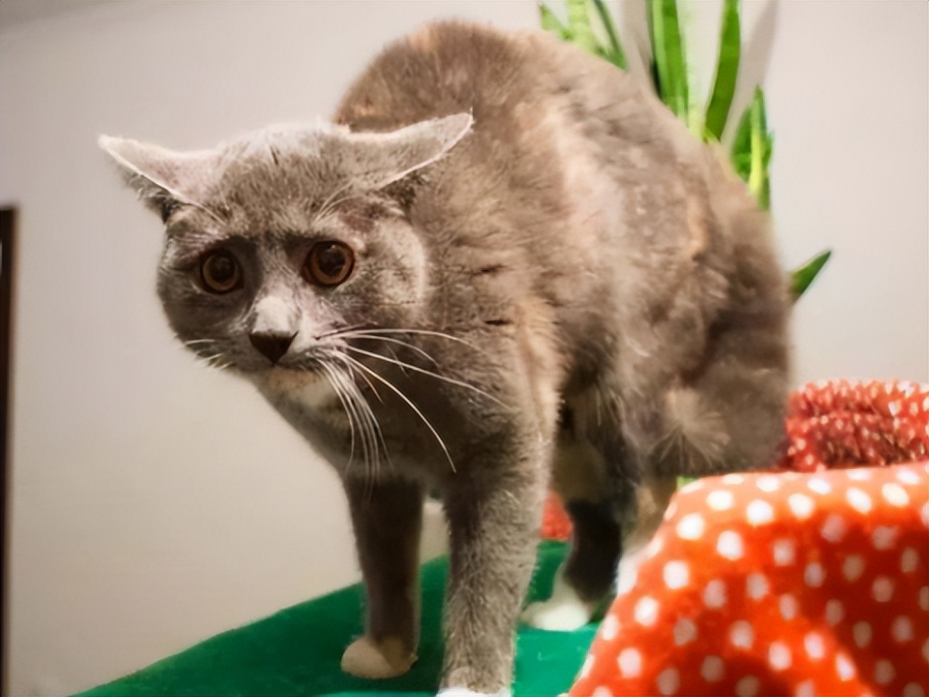 猫主子心思太难猜,猫咪的尾巴到底有多敏感