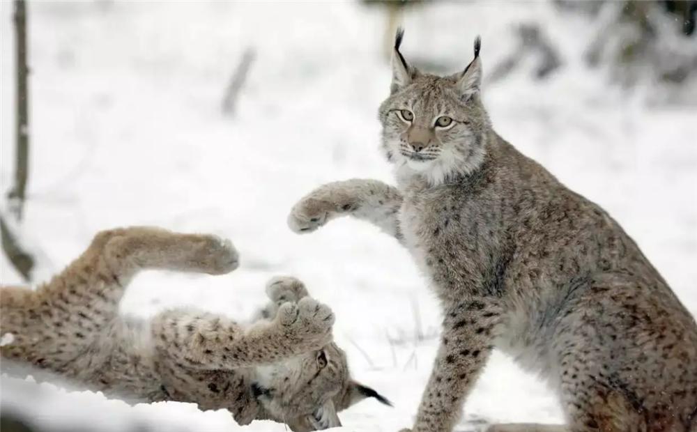 大兴安岭救助小猞猁,大兴安岭猞猁厕所求救