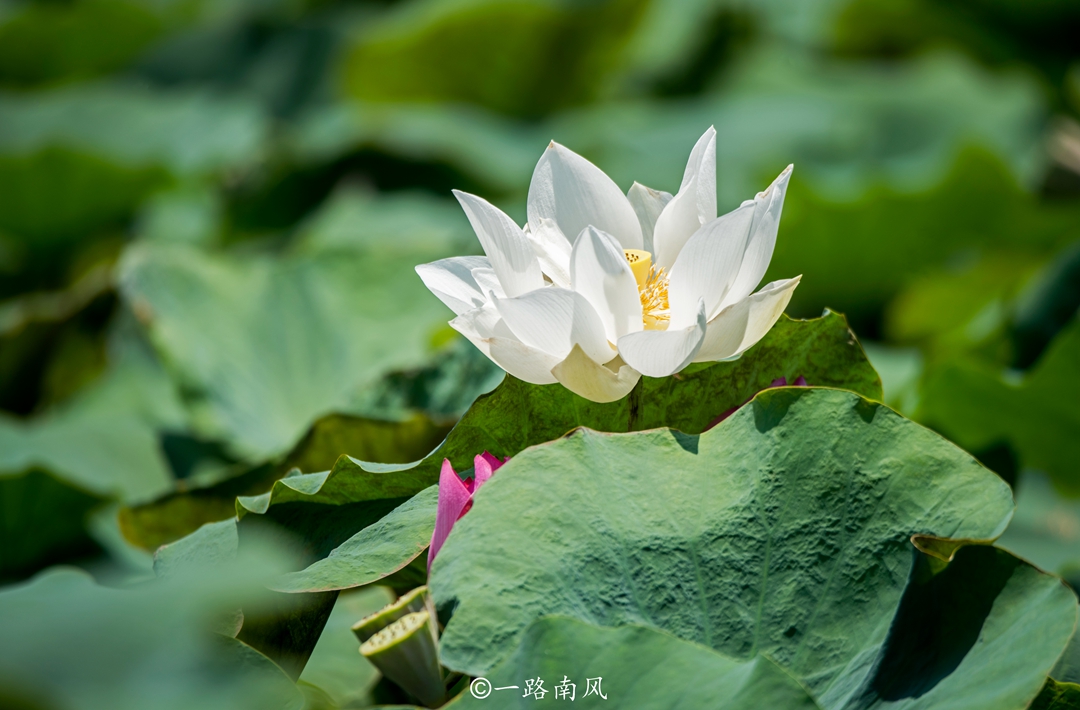 香港疍家人在船上的生活,广东八十年代疍家人船上生活饮食