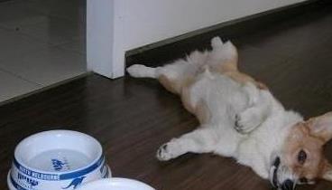 狗狗槟榔上瘾怎么办,怎么消除狗狗的戒心