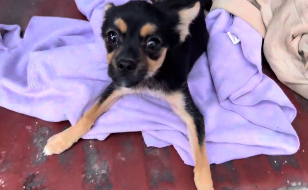 仅4，5个月大的吉娃娃，却因被人故意打伤，余生注定只能一直跪着