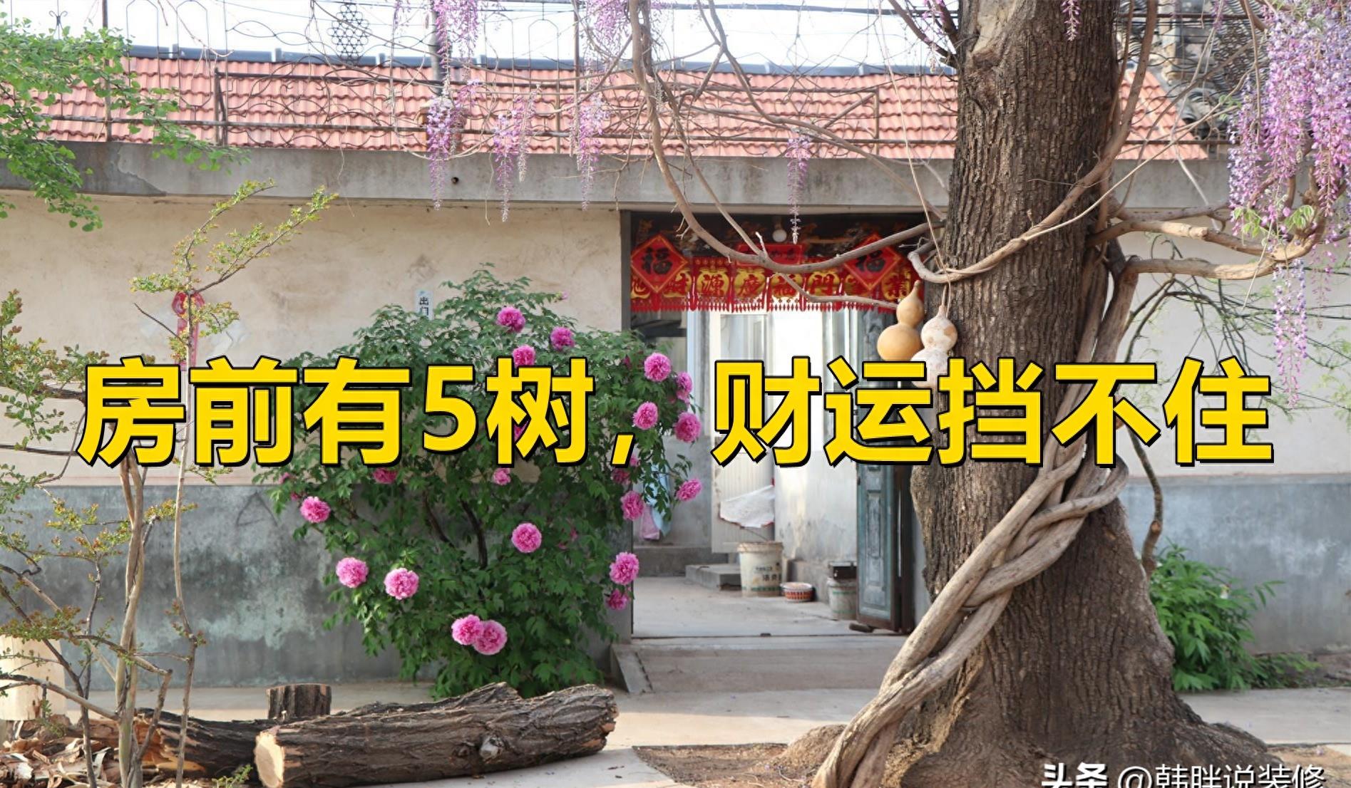 5种吉祥树,富贵吉祥树有哪些